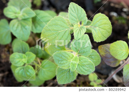 Young strain of Lesser Calamint 80289942