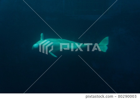 白鯨, 白鯨, 鯨魚 80290003