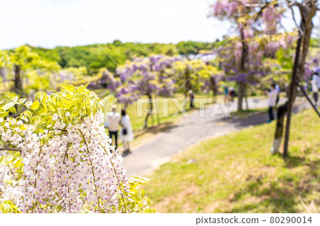在三重縣津市風早之裡,人們一邊欣賞紫藤花一邊散步 在三重縣津市風早之裡,人們一邊欣賞紫藤花一邊散步 80290014