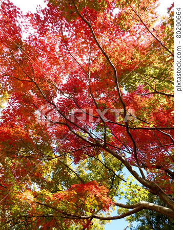 夏山秋葉染成鮮紅色 夏山秋葉染成鮮紅色 80290664