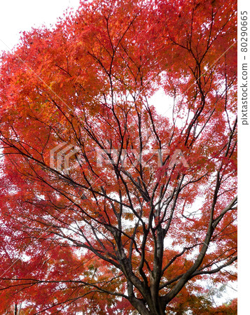 夏山秋葉染成鮮紅色 夏山秋葉染成鮮紅色 80290665