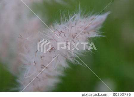 野草白茅根的絨毛正在癒合 野草白茅根的絨毛正在癒合 80290786