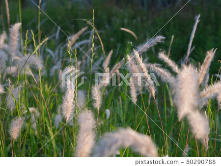 The fluff of the wild grass Imperata cylindrica is healing The fluff of the wild grass Imperata cylindrica is healing 80290788