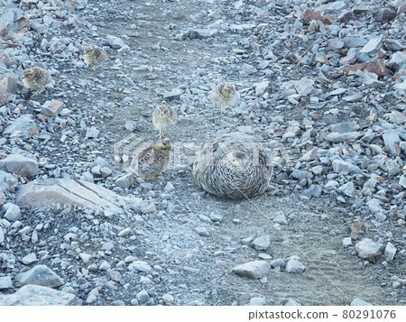 Parent and child of the Grouse Parent and child of the Grouse 80291076