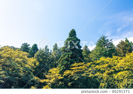Forest, forest, tree, nature image, summer Forest, forest, tree, nature image, summer 80291371