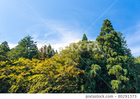 Forest, forest, tree, nature image, summer Forest, forest, tree, nature image, summer 80291373