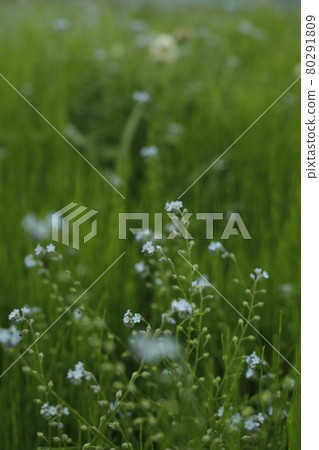 Early morning rice field Azemichi paddy field weeds small flowers green up horizontal position 80291809