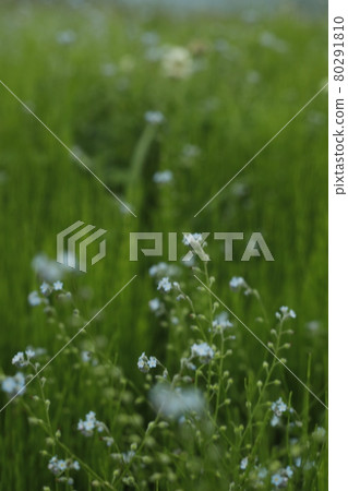 Early morning rice field Azemichi paddy field weeds small flowers green up horizontal position 80291810