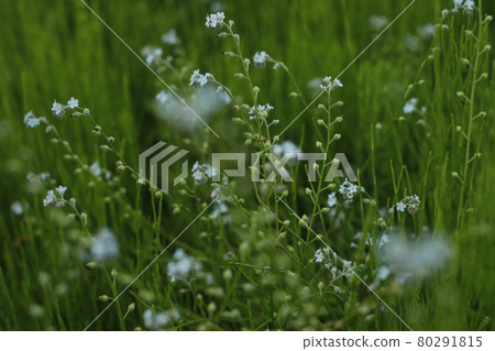 清晨的稻田 Azemichi 稻田雜草小花綠色向上水平位置 80291815