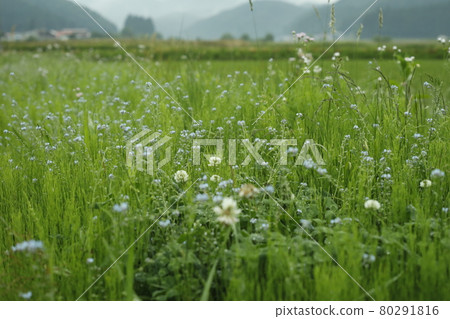 清晨的稻田 Azemichi 稻田雜草小花綠色向上水平位置 80291816