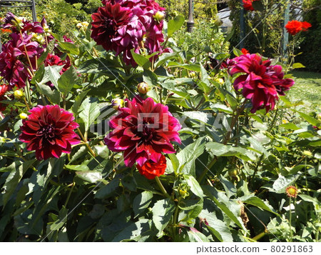 Sanyo Medea Flower Museum Red dahlia flowers in the backyard Sanyo Medea Flower Museum Red dahlia flowers in the backyard 80291863