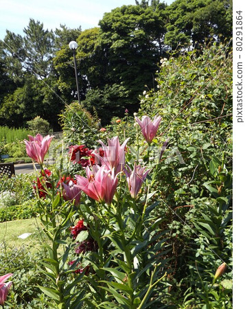 Pink flowers of Lilium maculatum Pink flowers of Lilium maculatum 80291864