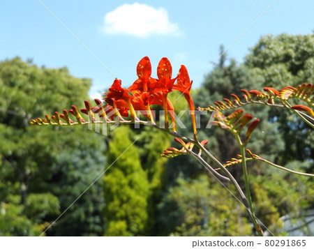 Red flowers of crocosmia Red flowers of crocosmia 80291865