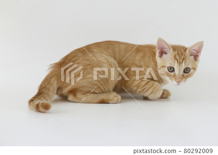 Everyday scenery of cat parents and children 80292009