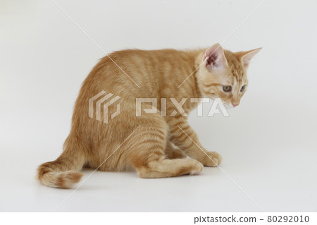 Everyday scenery of cat parents and children 80292010