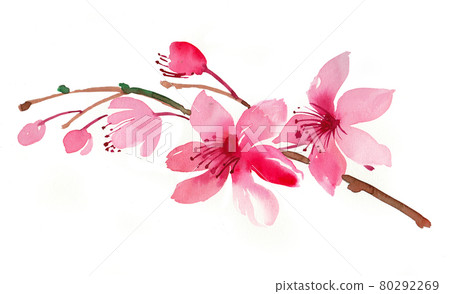 Pink blossoming tree. Ink and watercolor drawing 80292269