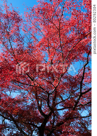 Autumn leaves of maple Autumn leaves of maple 80292384