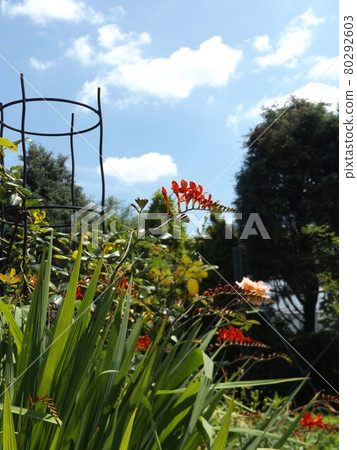 crocosmia 的紅色花朵 crocosmia 的紅色花朵 80292603