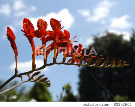 crocosmia 的紅色花朵 crocosmia 的紅色花朵 80292605