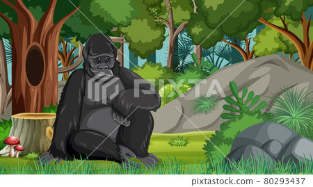 Gorilla in forest or rainforest scene with many trees Gorilla in forest or rainforest scene with many trees 80293437