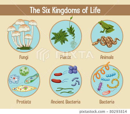Science poster of six kingdoms of life Science poster of six kingdoms of life 80293814