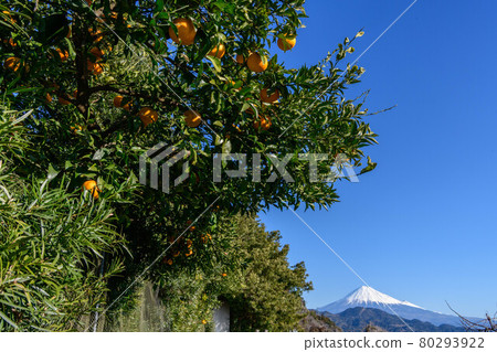 Mandarin orange field and Mt. Fuji from Satta Pass, Shizuoka City, Shizuoka Prefecture 80293922