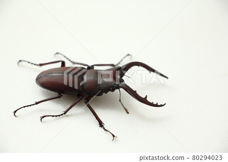 看到牙刷 80294023