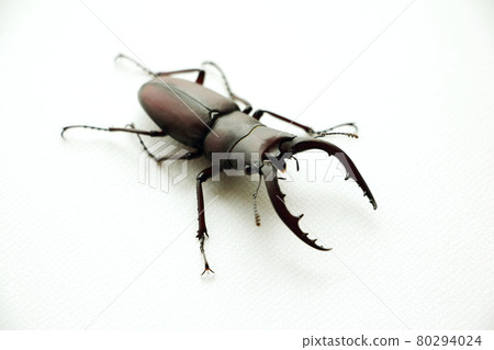 看到牙刷 80294024