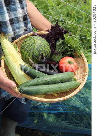 Summer vegetable harvest Summer vegetable harvest 80294025