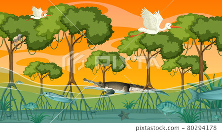 Animals live in Mangrove forest at sunset time scene Animals live in Mangrove forest at sunset time scene 80294178