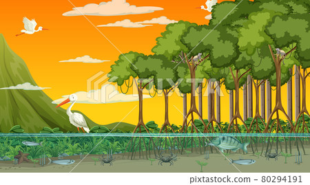 Animals live in Mangrove forest at sunset time scene 80294191