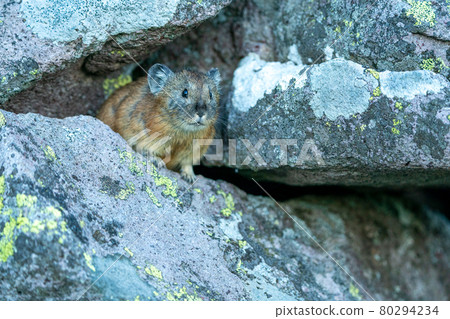 Ezonaki rabbit that appeared from the wind hole in the rocky place 80294234