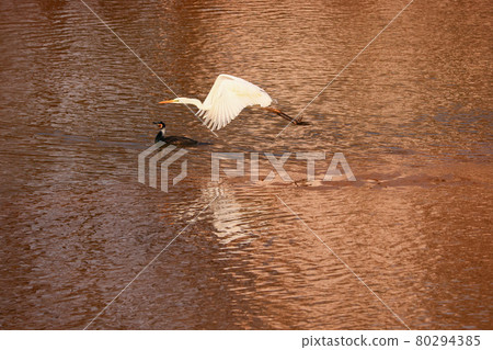 Great egret reflected on the surface of a Japanese waterfowl Numata River, Mihara City, Hiroshima Prefecture Great egret reflected on the surface of a Japanese waterfowl Numata River, Mihara City, Hiroshima Prefecture 80294385