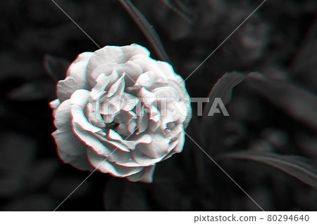 Single rose on dark background with glitch effect in black and white Single rose on dark background with glitch effect in black and white 80294640