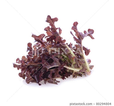 lettuce leaves isolated on white background lettuce leaves isolated on white background 80294804