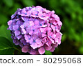 Purple and pink hydrangea 80295068