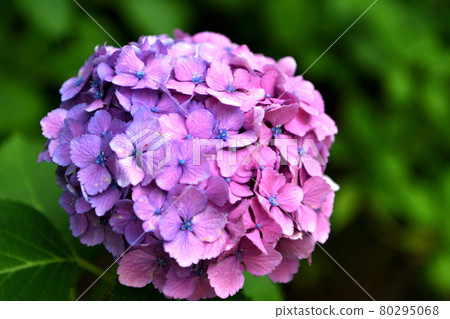 Purple and pink hydrangea 80295068