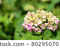 Hydrangea which started to color 80295070