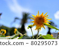 Summer sky and sunflower 80295073