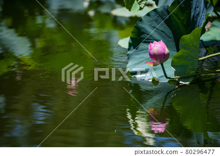 A lotus flower with beautiful pink flowers that bloom in early summer 80296477