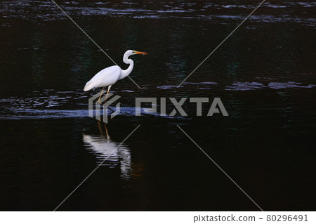 Great egret reflected on the surface of a Japanese waterfowl Numata River, Mihara City, Hiroshima Prefecture 80296491