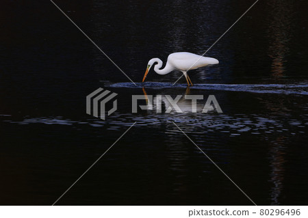 Great egret reflected on the surface of a Japanese waterfowl Numata River, Mihara City, Hiroshima Prefecture 80296496