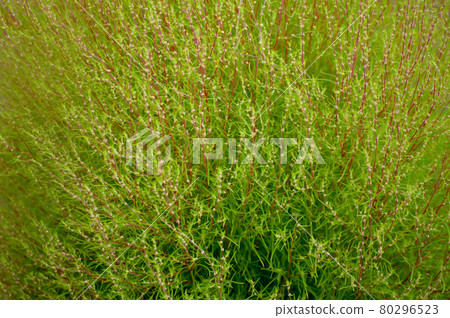 圖標自動對齊背景壁紙 圖標自動對齊背景壁紙 80296523