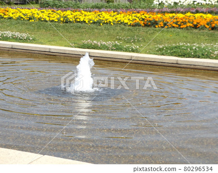 Marigold over the fountain in the pond in the front yard Marigold over the fountain in the pond in the front yard 80296534