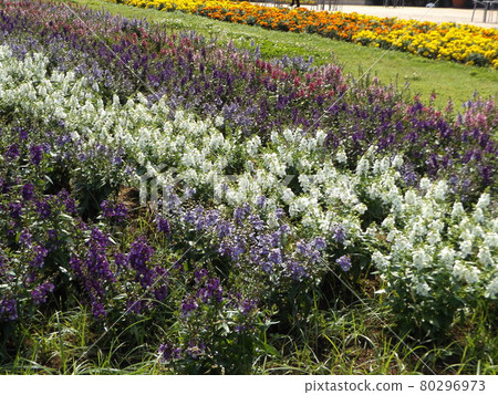 Angelonia white, blue and purple flowers Angelonia white, blue and purple flowers 80296973
