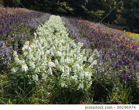 Angelonia white, blue and purple flowers Angelonia white, blue and purple flowers 80296974