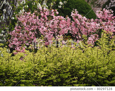 Arakawa-ku Machiya townscape and cherry blossoms 80297128