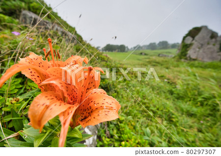 Lilium maculatum blooming on the Tanesashi coast 80297307