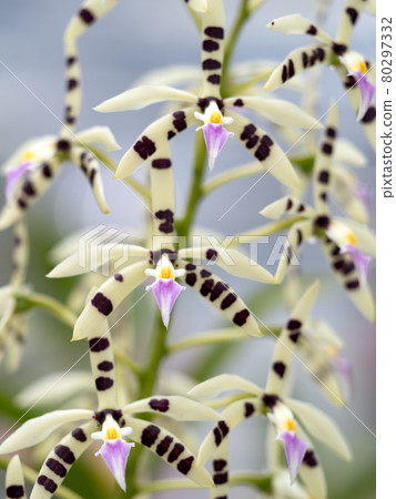 西蘭花 Epidendolm Prismatocarpum 西蘭花 Epidendolm Prismatocarpum 80297332