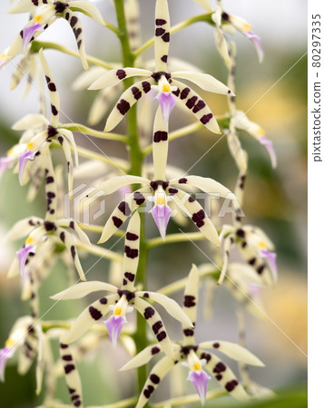 西蘭花 Epidendolm Prismatocarpum 西蘭花 Epidendolm Prismatocarpum 80297335